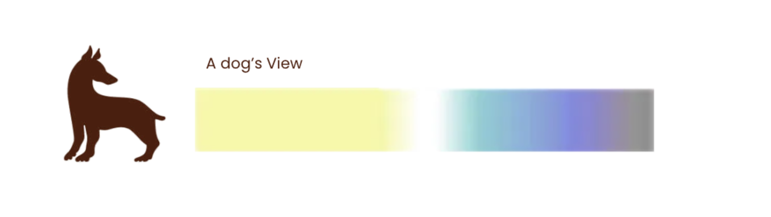 A dog's view color palette